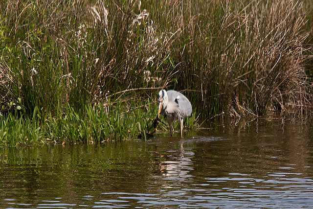 20110506 1875RTw [D-PB] Graureiher mit Frosch