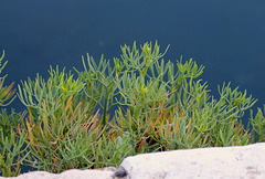 Crithmum maritimum