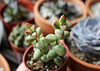 Crassula brevifolia