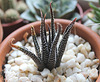 Haworthia kuentzii