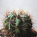 Gymnocalycium monvillei ssp brachyacanthum v. gertrudae