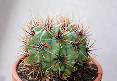 Gymnocalycium monvillei ssp brachyacanthum v. gertrudae- - 6