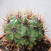 Gymnocalycium monvillei ssp brachyacanthum v. gertrudae- - 6