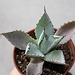 Agave isthmensis 2