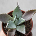 Agave isthmensis