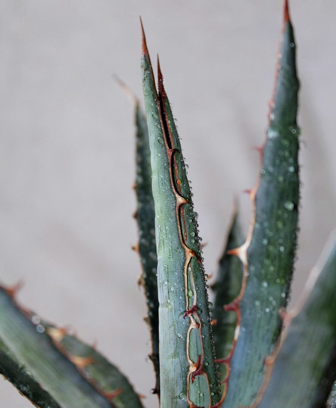 Agave funkiana (2)