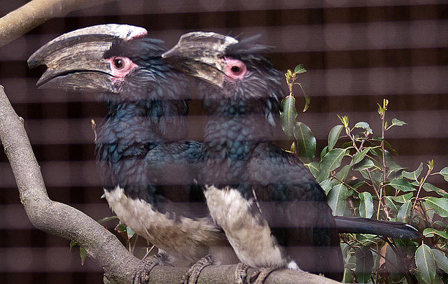 20110416 0826RAw [D~LIP] Trompeterhornvogel