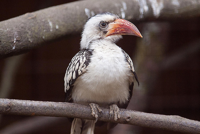 20110416 0839RAw [D~LIP] Rotschnabeltoko (Tockus erythrorhynchus), Vogelpark Detmold-Heiligenkirchen