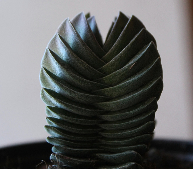 crassula Buddha's temple