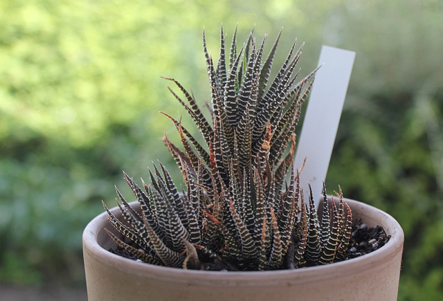 Haworthia attenuata