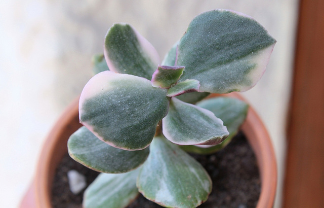 Crassula obliqua tricolor