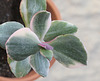 Crassula obliqua tricolor