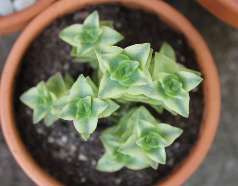 Crassula perforata variegata