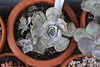 Boutures Echeveria lilacina