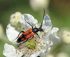 Leptura cordigera  2