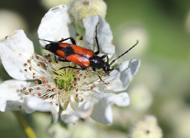 Leptura cordigera 3