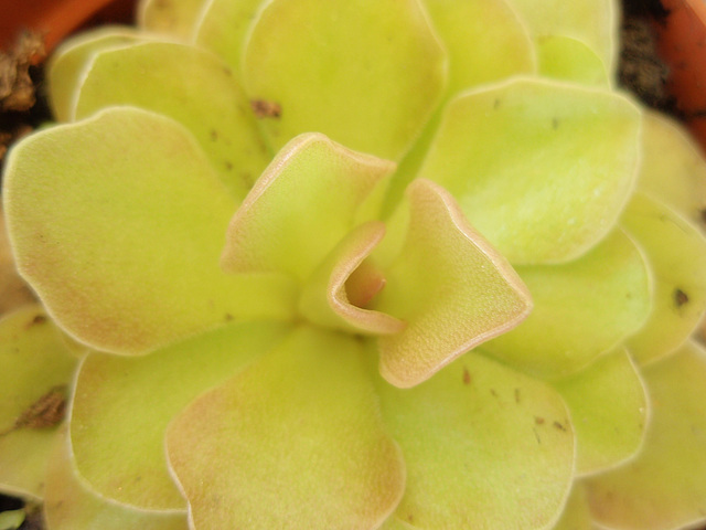 pinguicula P6242174