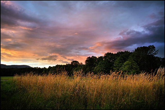 golden_meadows