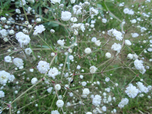 gypsophile paniculata 'bristol fairy' P6102052