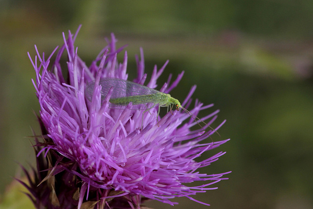 Chrysope