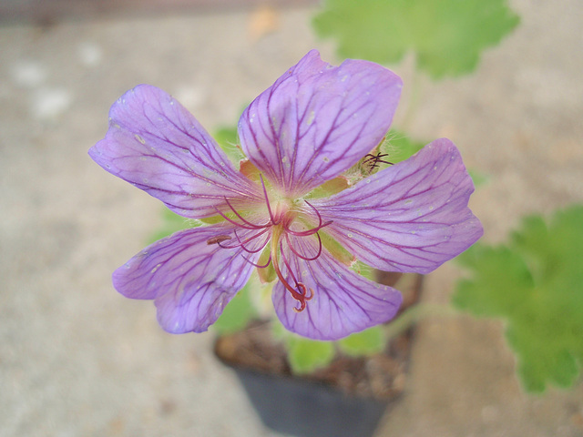 géranium 'terre franche' P6042013