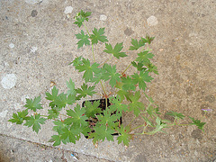 géranium wlassovianum 'fay anna' P6042015