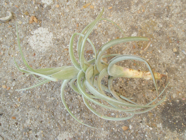 tillandsia bergeri P6042004