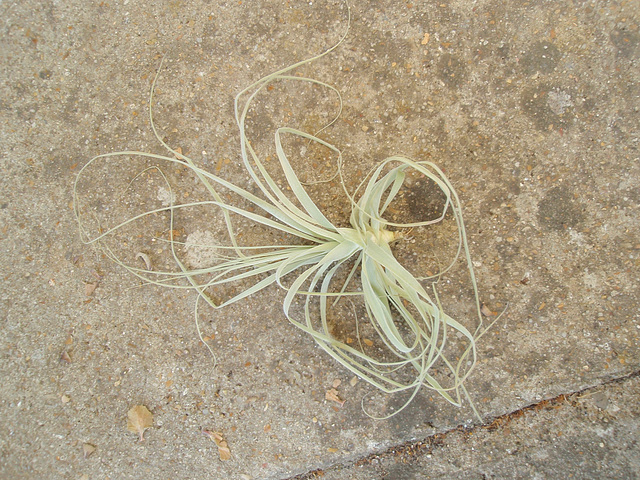 tillandsia straminae P6042006