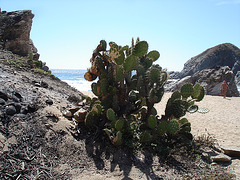 Zipolite, Oaxaca - Mexique / 15 janvier 2011.