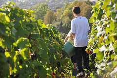 VENDANGES EN CHAMPAGNE