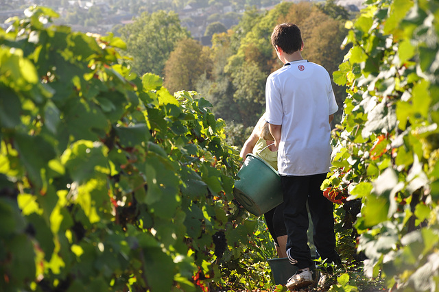 VENDANGES EN CHAMPAGNE