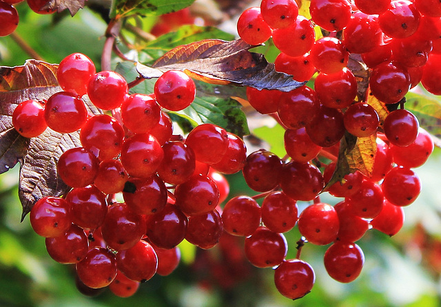 Vogelbeeren