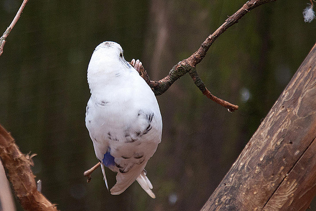 20110416 0899RAw [D~LIP] Wellensittich (Melopsittacus undulatus), Detmold