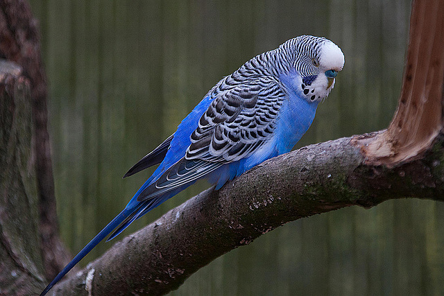 20110416 0900RAw [D~LIP] Wellensittich (Melopsittacus undulatus), Detmold