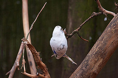 20110416 0898RAw [D~LIP] Wellensittich (Melopsittacus undulatus), Detmold