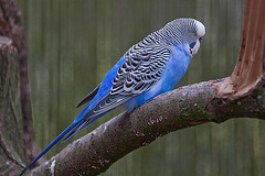 20110416 0901RAw [D~LIP] Wellensittich (Melopsittacus undulatus), Detmold