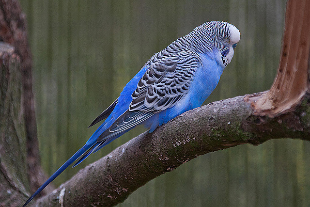 20110416 0901RAw [D~LIP] Wellensittich (Melopsittacus undulatus), Detmold