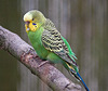 20110416 0902RAw [D~LIP] Wellensittich (Melopsittacus undulatus), Detmold