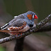 20110416 0904RAw [D~LIP] Zebrafink (Taeniopygia guttata), Detmold
