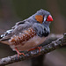 20110416 0905RAw [D~LIP] Zebrafink (Taeniopygia guttata), Detmold