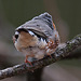 20110416 0906RAw [D~LIP] Zebrafink (Taeniopygia guttata), Detmold