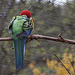 20110416 0907RAw [D~LIP] Rosellasittich