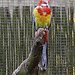 20110416 0911RAw [D~LIP] Rosellasittich