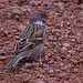 20110416 0912RAw [D~LIP] Feldsperling