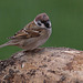 20110416 0914RAw [D~LIP] Feldsperling
