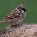 20110416 0915RAw [D~LIP] Feldsperling