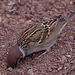 20110416 0917RAw [D~LIP] Feldsperling