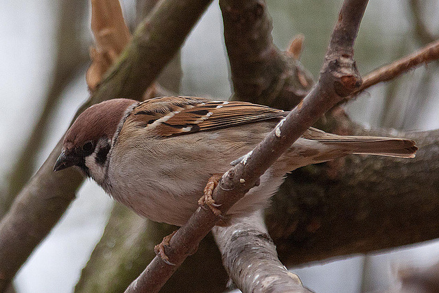 20110416 0918RAw [D~LIP] Feldsperling