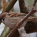 20110416 0918RAw [D~LIP] Feldsperling