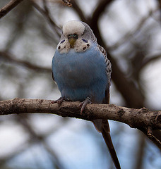 20110416 0919RAw [D~LIP] Wellensittich (Melopsittacus undulatus), Detmold